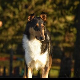 Murphy - Collie