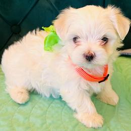Jade - White female Maltese puppy in Apache Junction, Arizona from Cindy and Tim's Maltese