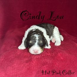 Cindy Lou Who - Tri-color female Bernedoodle puppy in Gentry, Arkansas from WWBar Bernedoodles