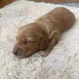 Pearl - Cream female Dachshund puppy in Edmond, Oklahoma from Mini Browne Dachshunds