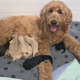 Bailey - Labradoodle