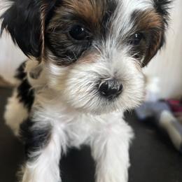 Red and Yellow - Parti male Yorkshire Terrier puppy in Cocoa, Florida from SummerTime AKC Yorkies