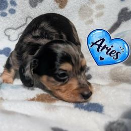 Aries - Dapple male Dachshund puppy in Winter Haven, Florida from Katrina's Punk Rock Dachshunds