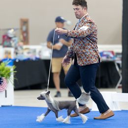 Bowie - Chinese Crested