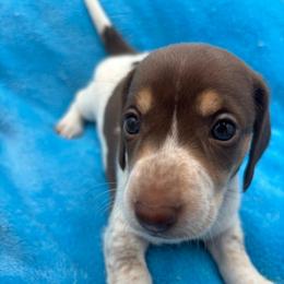Woody - Piebald male Dachshund puppy in Sarah, Mississippi from White's Mississippi Doxies