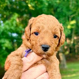 Girl 2 - Red  female Goldendoodle puppy in Philadelphia, Mississippi from Oakie Doodles