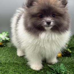Nemo - Blue parti male Pomeranian puppy in Newark, Ohio from Keeperofstars Pomeranians