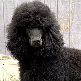 Poodles from Fuzzybottoms Ranch LLC