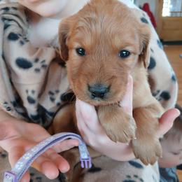 Purple - Dark golden female Golden Retriever puppy in Lanesboro, Minnesota from Eagle Ridge Golden Retrievers