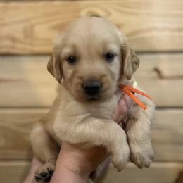 Whitley - Light golden male Golden Retriever puppy in Hendersonville, North Carolina from Apple Country Retrievers