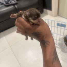 Pomeranian Puppies from Exotic Poms