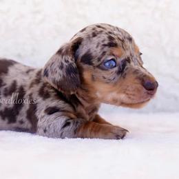 Buzz - Chocolate and tan male Dachshund puppy in Apple Valley, California from Socaldoxies