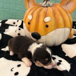 Hash brown - Sable male Pembroke Welsh Corgi puppy in Saint George, South Carolina from Carolina cotton candy corgis