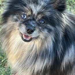 Picassa - Pomeranian