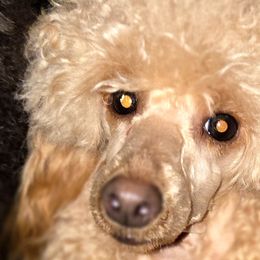 Poodles from High Desert Companions