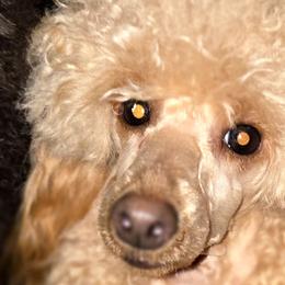 Poodles from High Desert Companions