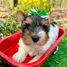 Diego - Black tan and white male Biewer Terrier puppy in Winslow, Arkansas from Morning Glory Puppies