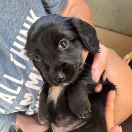 Edie Rain - Black female Dachshund puppy in Summit, South Carolina from Doxies4Paws