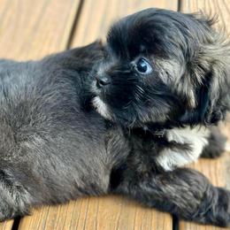 Black Sable Female - Black and white female Shichon puppy in Grand Rapids, Michigan from Great Lakes Teddy Bear Dogs