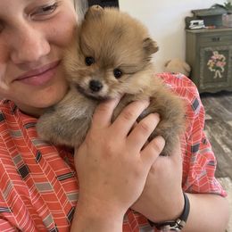 Pomeranian and Pomsky Puppies from High Quality Pomeranians
