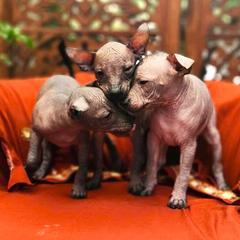Xoloitzcuintli puppies from Xolos Jazmin