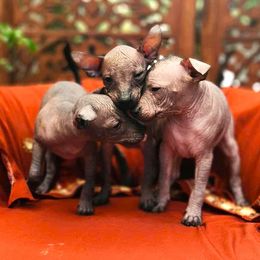 Xoloitzcuintli puppies from Xolos Jazmin