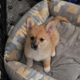 Eliza Hamilton - Sable merle and white female American Corgi puppy in Tallahassee, Florida from Koko's Korgis