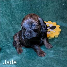 Jade - Brown and tan female Cockapoo puppy in Sunset, Louisiana from Cano Cockapoos