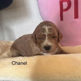 Chanel - Apricot female Goldendoodle puppy in Danville, Virginia from Stella’s Stunning Goldendoodles of VA