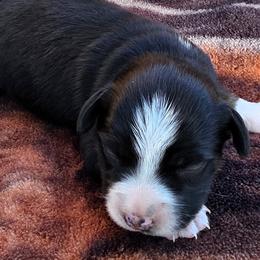 Keeper - Black tri female Miniature Australian Shepherd puppy in Spirit Lake, Idaho from Gemstone Ridge Mini Aussies