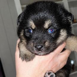 Betsy - Black and white female Pomsky puppy in Norfolk, Virginia from 'Brick'House Couture Pomskies
