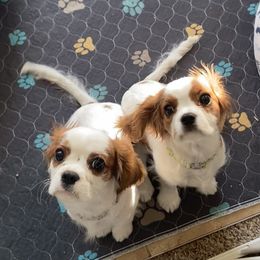 Cavalier King Charles Spaniel Puppies from Christina’s Cavaliers