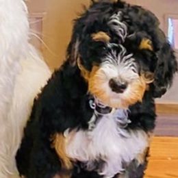 Goldendoodles from Pawlydoodles