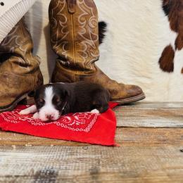 RUBY - Red tri-color female Australian Shepherd puppy in Durand, Wisconsin from Larson’s Legacy Aussome Aussie Kennels