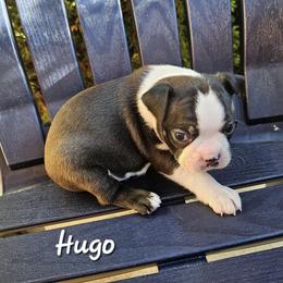 Boston Terrier, Doberman Pinscher, French Bulldog, and Shiba Inu Puppies from Diamonds In The Ruff Boston Terriers