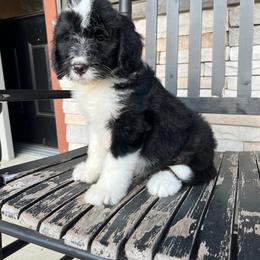 Luna - Tri-color female Bernedoodle puppy in Holtwood, Pennsylvania from Country Ridge Puppies