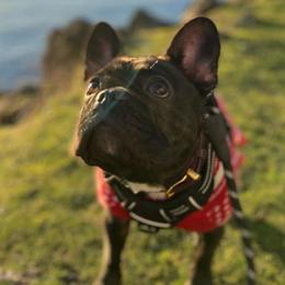 French Bulldogs from Victorian French Bulldogs