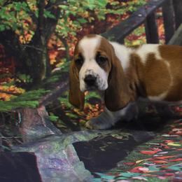 Basset Hound Puppies from Royal Baez Basset