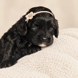 Fig - Black and white female Cockapoo puppy in Santa Barbara, California from K+C Doodles