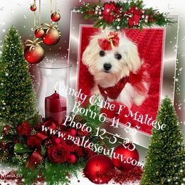 Miss Candy Cane - White female Maltese puppy in Silverhill, Alabama from Malteseuluv’s Tiny Treasurers