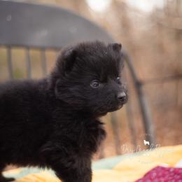 Cinderella - Black female German Shepherd puppy in Pomona, Missouri from Dry Creek Puppies, LLC