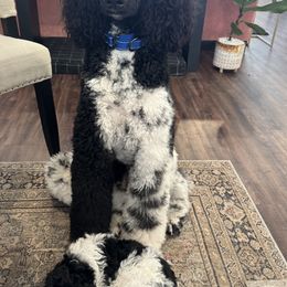 Poodles from Scarlett Rose Ranch Poodles