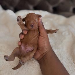 Brown collar male - Red  male Goldendoodle puppy in Fort Myers, Florida from Gandystailsofjoy