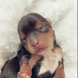 French Bulldog and Yorkshire Terrier Puppies from Casa De Silva LLC