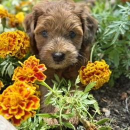 Poodle and Whoodle Puppies from Genesis Family Farm