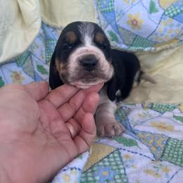 Girl 1 - Black brown and white female Basset Hound puppy in Flemington, Missouri from Porch Sittin' Hounds