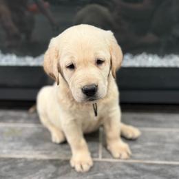Black collar - Yellow male Labrador Retriever puppy in Wittmann, Arizona from Wranglin Farms