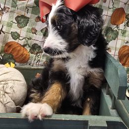 Hummingbird - Tri-color female Bernedoodle puppy in Boaz, Alabama from LaDonna's Doodles