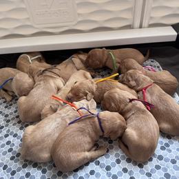 Golden Retriever Puppies from McAbee Pups - Golden Retrievers