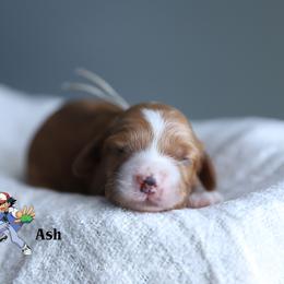 Ash - Red male Cockapoo puppy in Canastota, New York from Silver City Cockapoos
